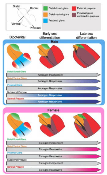 亚型|单细胞测序最新研究进展(2021年7月）