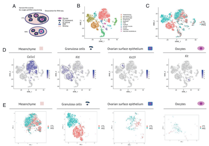 亚型|单细胞测序最新研究进展(2021年7月）