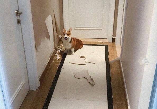 什么|大屁股柯基撕起家来，基本没二哈什么事