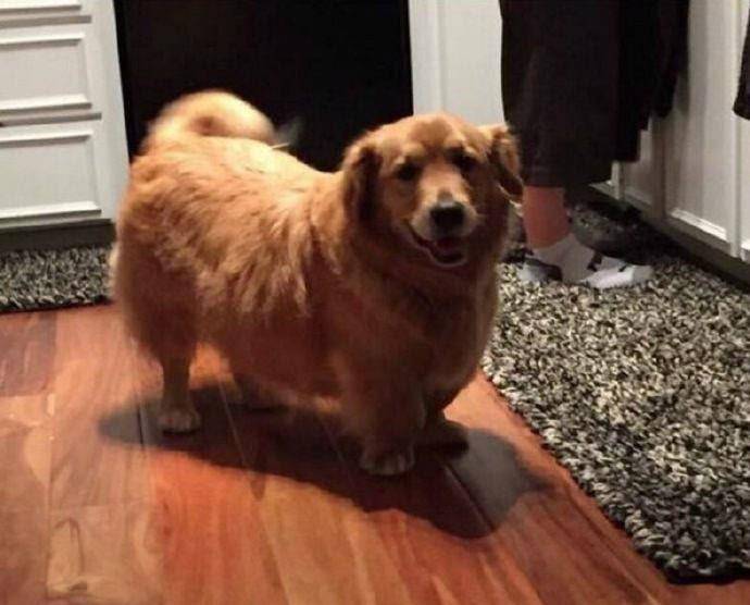 观点评论|短腿柯基和金毛、哈士奇生的宝宝，跟闹着玩儿似的