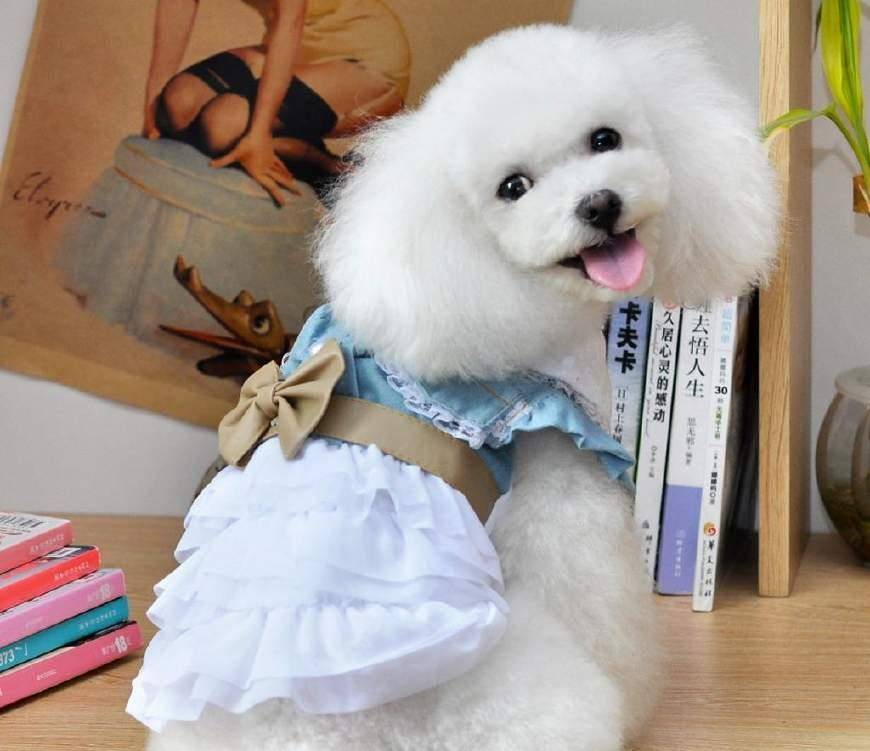 怎么自己在家给狗狗做衣服 a6606da2bfba4e009ce4dab3c4f667c3.jpeg