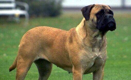 地球上5大大型犬种 它们看起来很凶 实际上很温顺 你养了吗 高犬