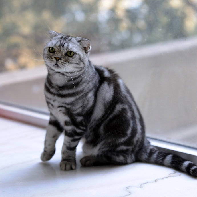 宠物托运从广州市到阿里地区托运1只布偶猫