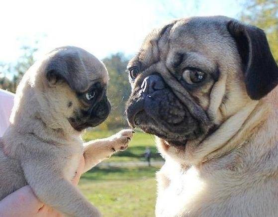 陪我玩|生了一窝小狗子后，狗妈妈的眼神里都是绝望，阿拉斯加却画风清奇