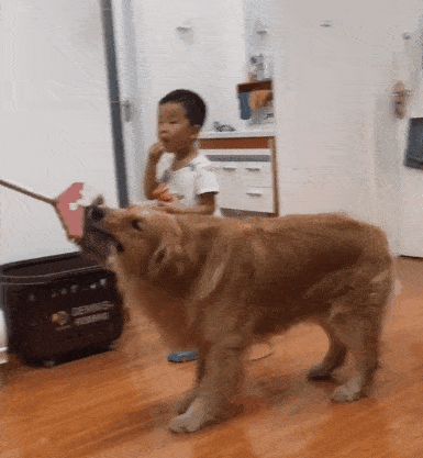 观点评论|眼看宝宝要被主人揍，金毛急中生智做了这件事，这智商我服