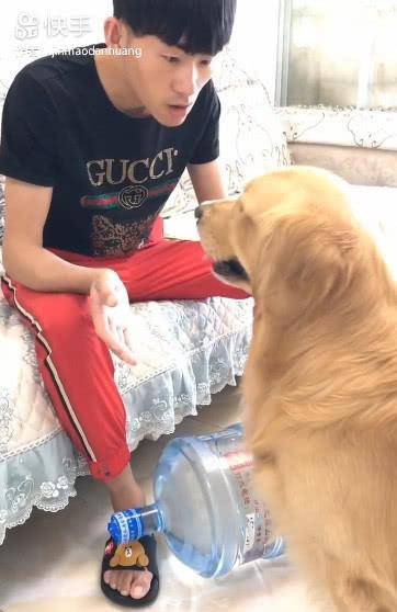 机灵鬼|主人吃零食渴了指使金毛去拿水，这货为了报复拿了桶20升的水来