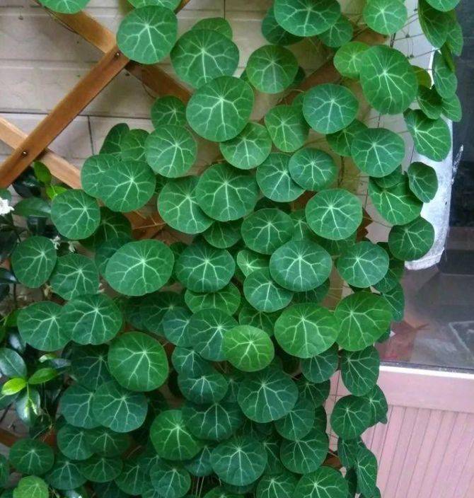 原创能养上百年的"山乌龟",模样虽然丑,却能养成高档盆景