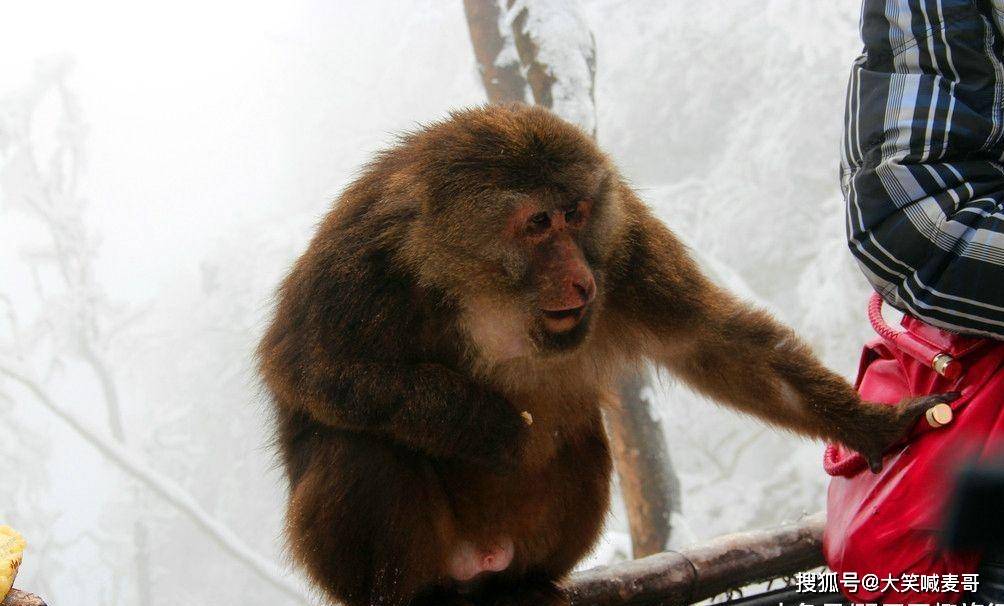 西游记拍摄峨眉山猴子图片