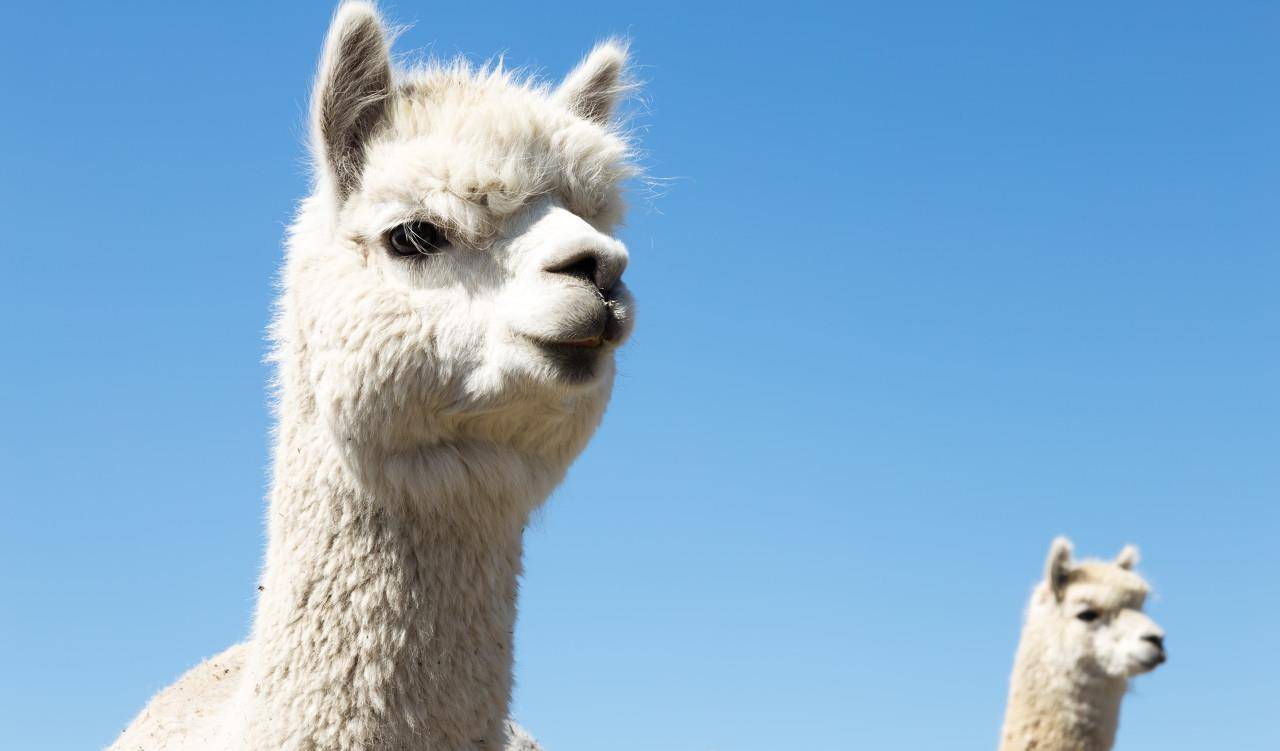 羊驼永远不抛弃家人,为了保护家人会冲向敌人吐口水,羊驼重情义