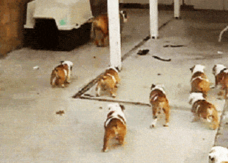 陪我玩|生了一窝小狗子后，狗妈妈的眼神里都是绝望，阿拉斯加却画风清奇