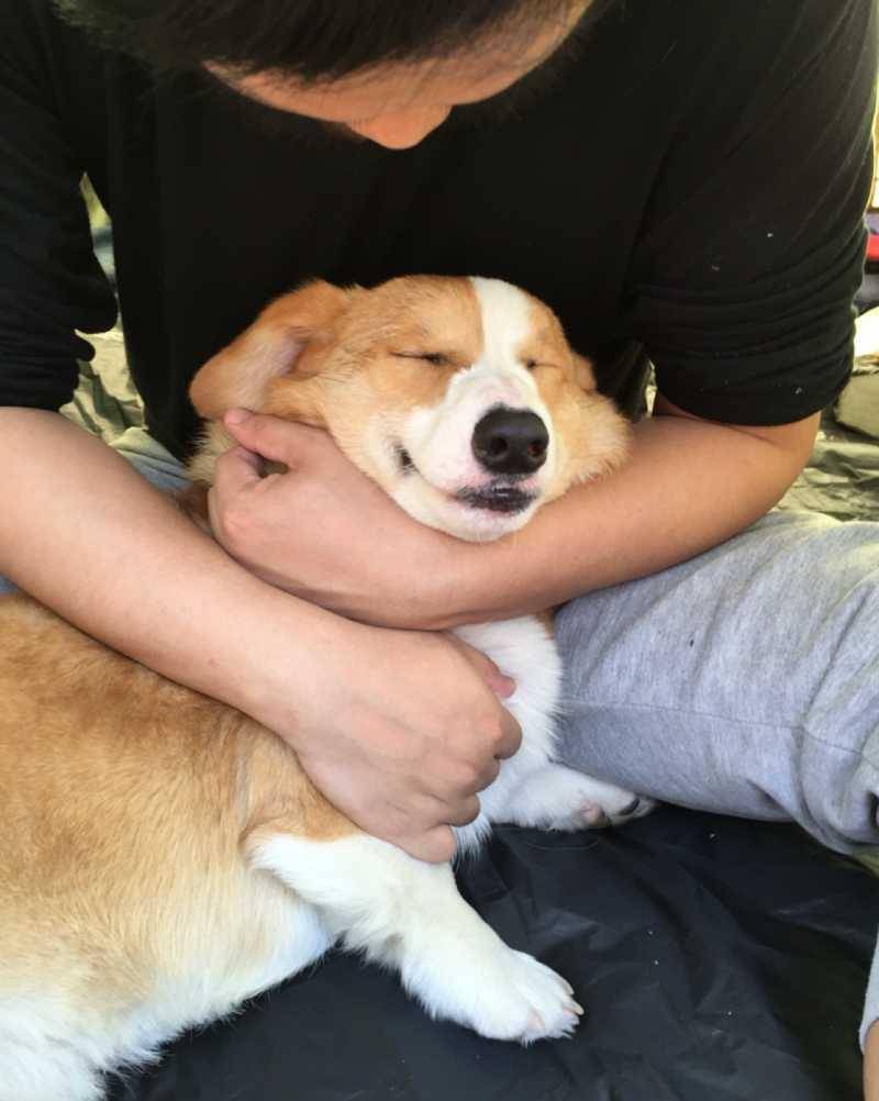 观点评论|一位“养基人”的倾诉——那些年跟柯基的爱恨情仇！