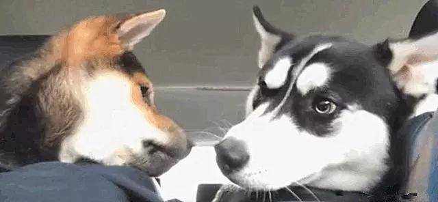 柴犬和二哈初次見面, 柴犬太熱情不斷送上香吻, 二哈嫌棄到翻白眼 萌趣萌寵 第1张