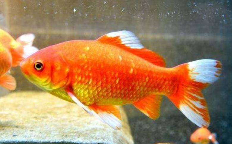 做饲料的小金鱼搏命6年 没被吃掉 终于不用提心吊胆的过日子