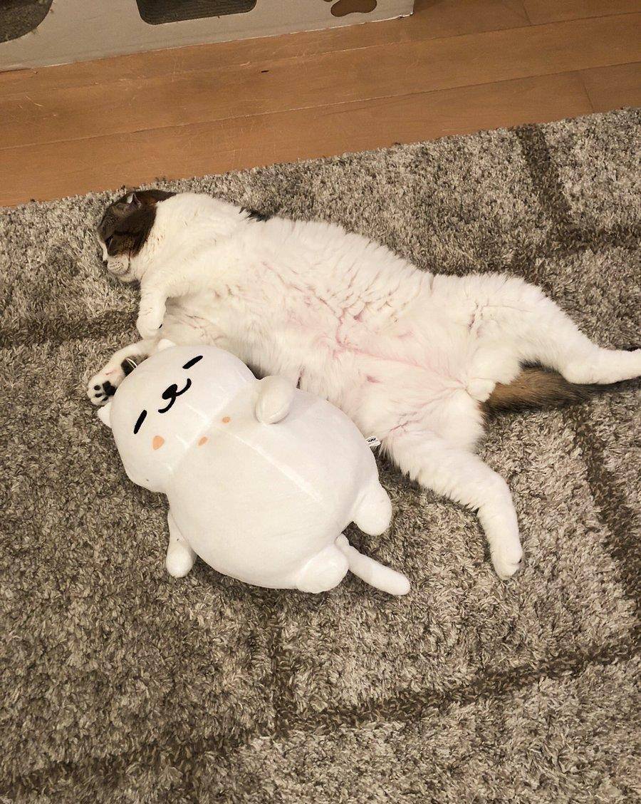 99b60da7feb340d09c0abf7fedc9c1e1.jpeg