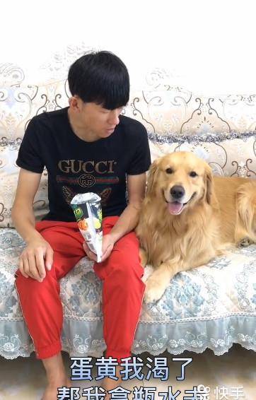 机灵鬼|主人吃零食渴了指使金毛去拿水，这货为了报复拿了桶20升的水来