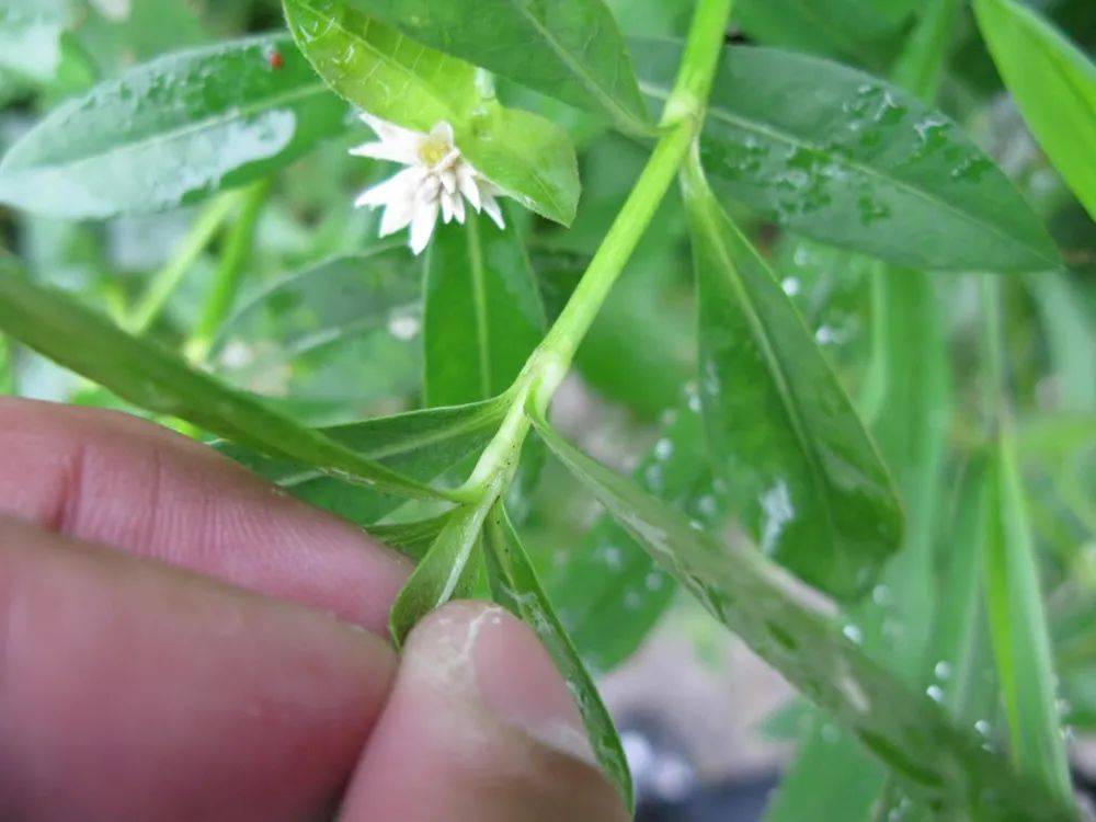 喜旱蓮子草原產於巴西,是莧科蓮子草屬多年生草本植物,在民間也被叫做