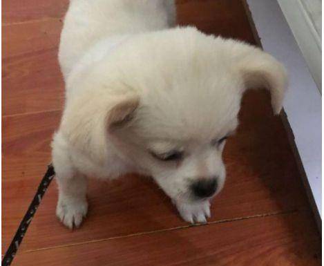 因为|它是我家的幸运儿:被前主人抛弃,流浪在超市旁向人讨食过日子