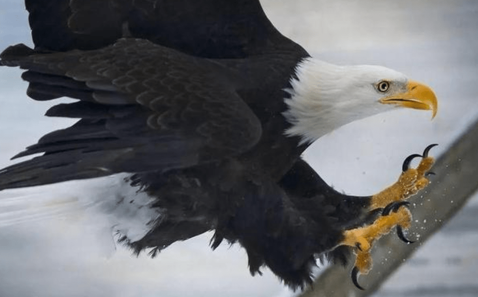 英国国鸟是红襟鸟,法国的国鸟是高卢雄鸡,我国的国鸟是什么呢?_的国家