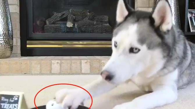 观点评论|网友训练二哈按铃，结果很快就后悔了，感觉二哈停不下来了