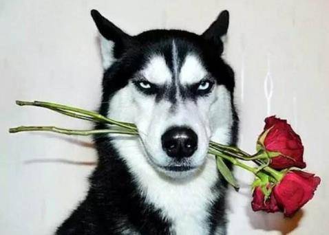 女王|中小型短毛狗品种有哪些?有一种深受女王喜爱,成为王室宠物