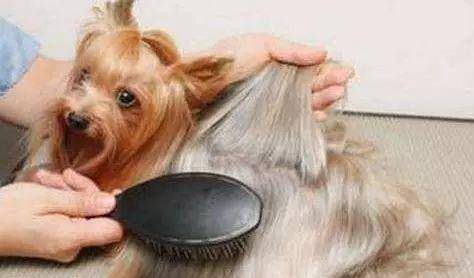 消毒液|养狗要备的9样“神器”，快来看看你缺了哪一样？