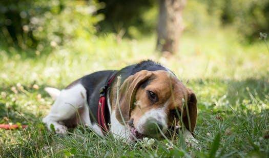 智商|想知道自己家狗狗智商到底有多高?用这几种方式就可以测试出来