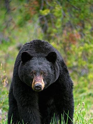 动物咬合力排名_咬合力第一的动物(2)