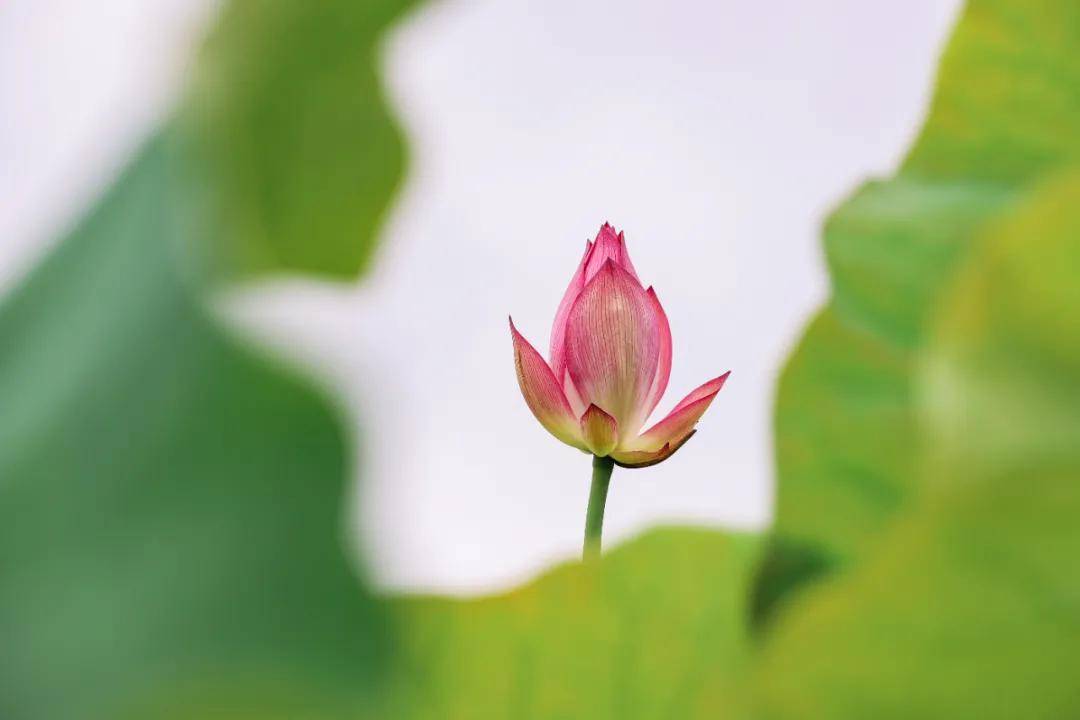 成为了|和顺古镇 | 水上印象 又是一年赏荷季