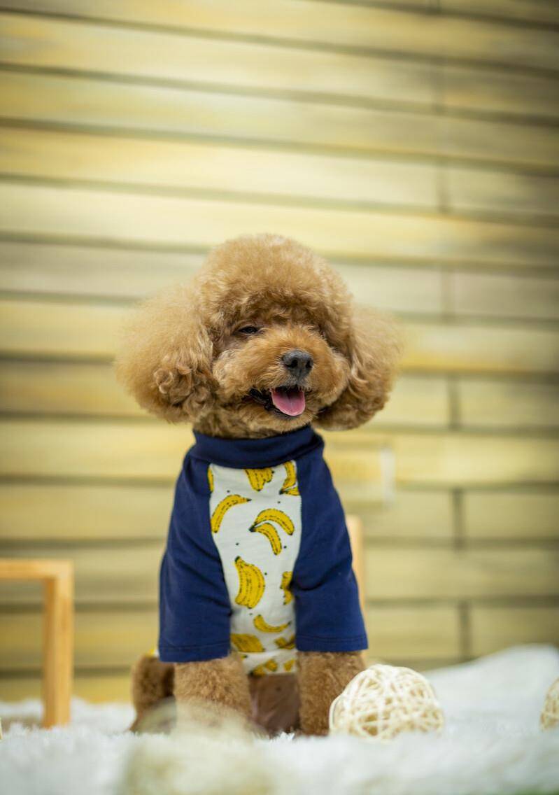 奖励|惊呆!泰迪爱咬主人?这三种秘诀让它乖起来