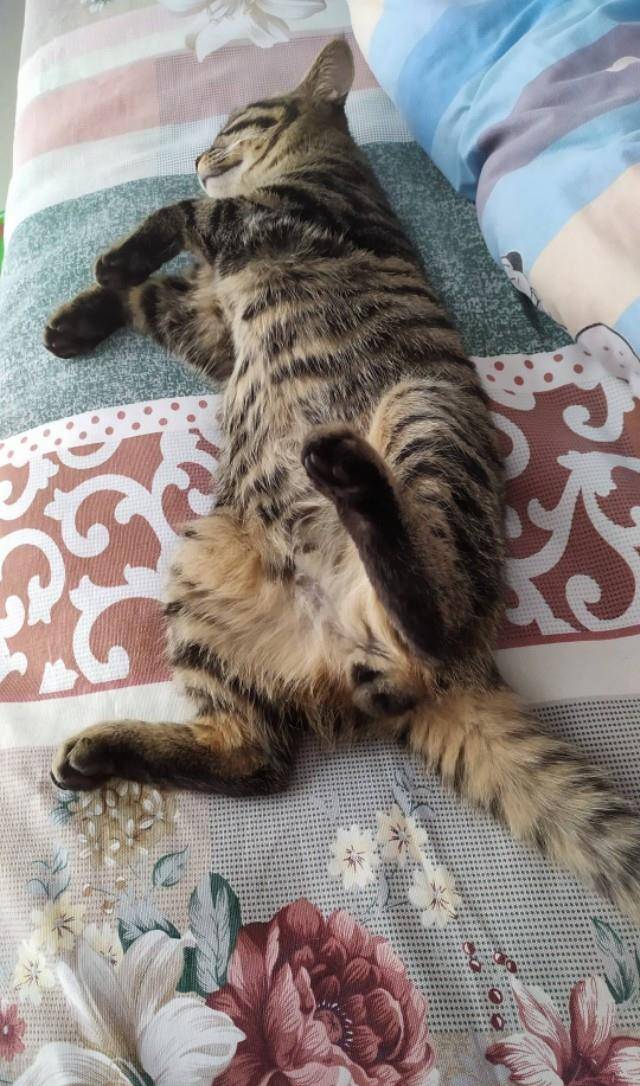 因为|为什么猫咪在你刚回家以后会特别黏你，一会儿就不行了呢