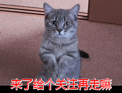 独立|假如上帝免费送你一只猫，这6种猫，你会选谁？