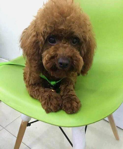 泰迪排名智商排名_十二星座智商排名(2)