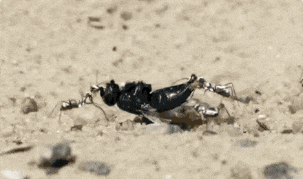 4099c38ad08b44e09505045e6ecf8acf.gif