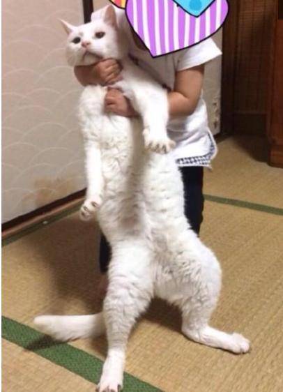 平時高冷的老貓, 頻頻受到小主人的「虐待」, 一臉的生無可戀 萌趣萌寵 第2张