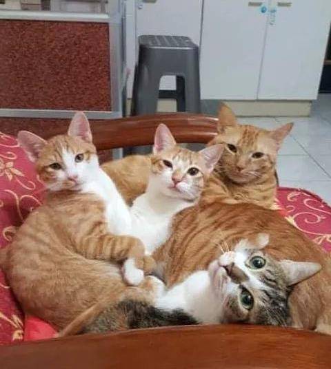 什么|主人究竟做了什么？竟让家里17只猫狗瞬间聚集来“讨债”