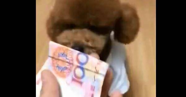 体型|主人说没钱给泰迪买零食吃，泰迪的做法令主人无法相信自己的眼睛