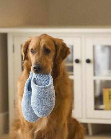 运动量|养金毛犬的5大“危害”,知道后你还敢养吗?