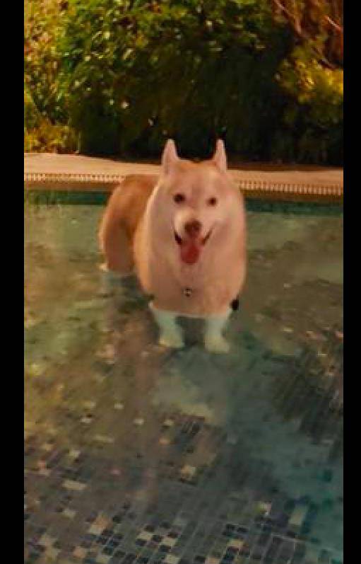 因为|大长腿的哈士奇下泳池后，腿马上就短了一截，二哈秒变柯基了？