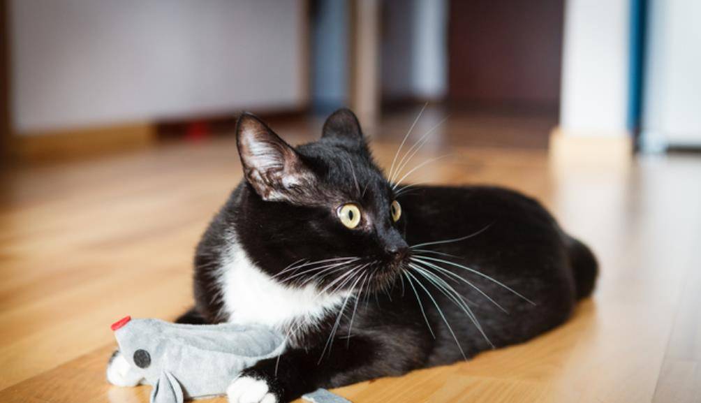 猫吃薄荷叶会怎么样