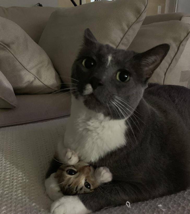 什么|像人类一样去互动,这些可爱的小动物简直成精啦