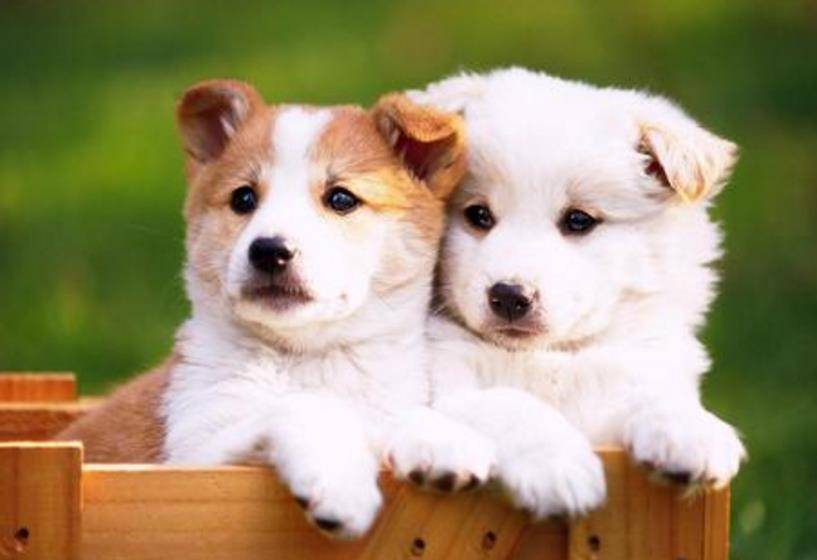 因为|揭晓：狗狗拉大便时，盯着主人看的原因