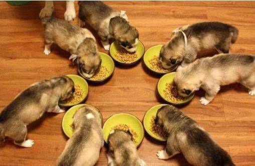 蔬果|养狗，就别犯这些“低级错误”，容易伤了你家狗