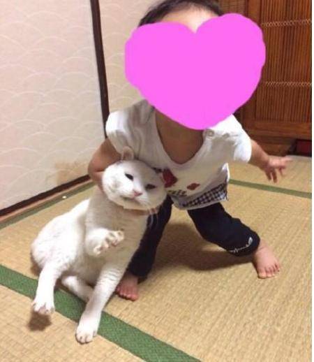 平時高冷的老貓, 頻頻受到小主人的「虐待」, 一臉的生無可戀 萌趣萌寵 第1张