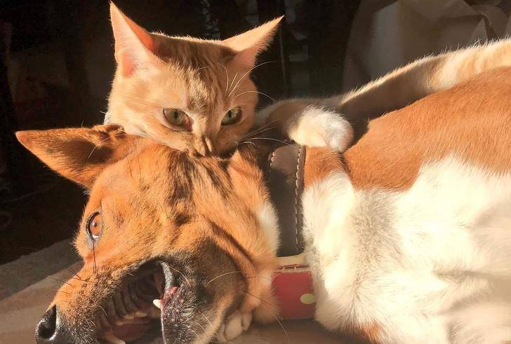 什么|像人类一样去互动,这些可爱的小动物简直成精啦