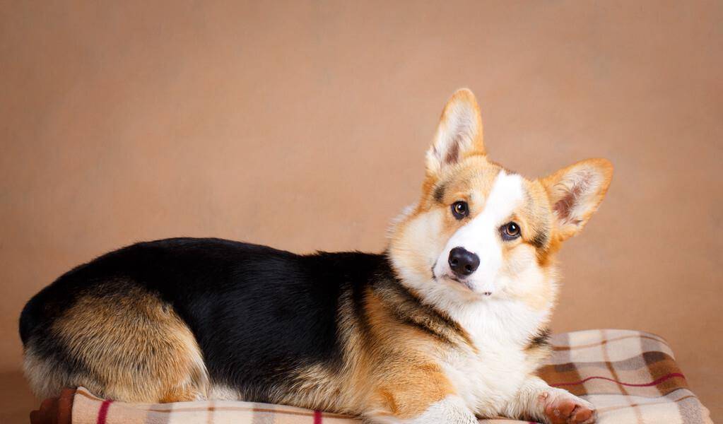 治愈|为什么柯基大受欢迎,原因都在这里