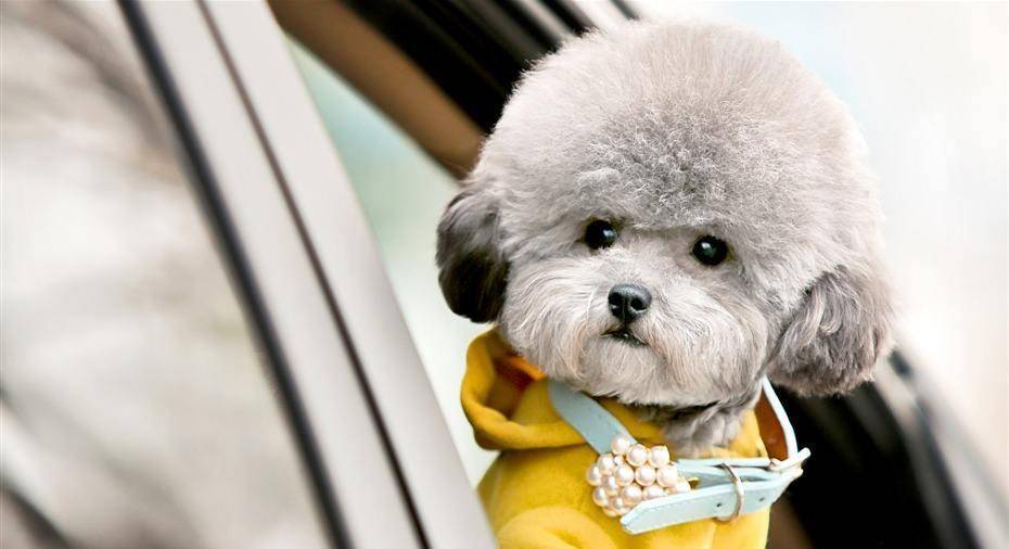 寿命|想让泰迪寿终正寝,就不要惯着它们乱吃东西,不然泰迪容易短命