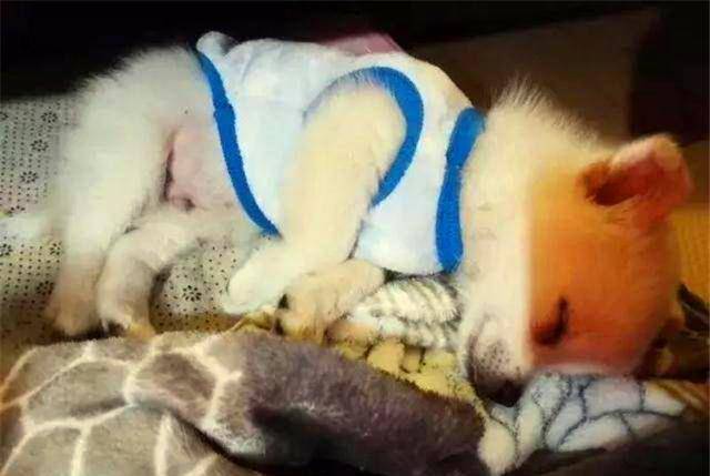 什么|小土狗烤了一宿脑袋，终于改换身份变成柯基
