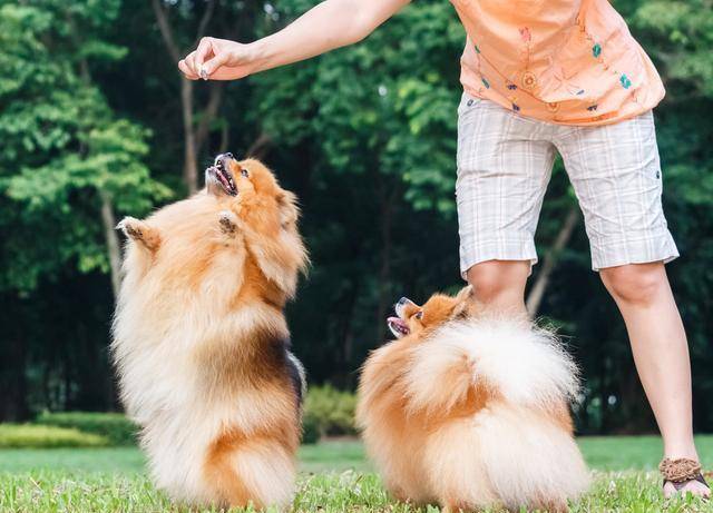 因为|博美犬把你当父母，会有这7种表现，中3个以上都很幸福！