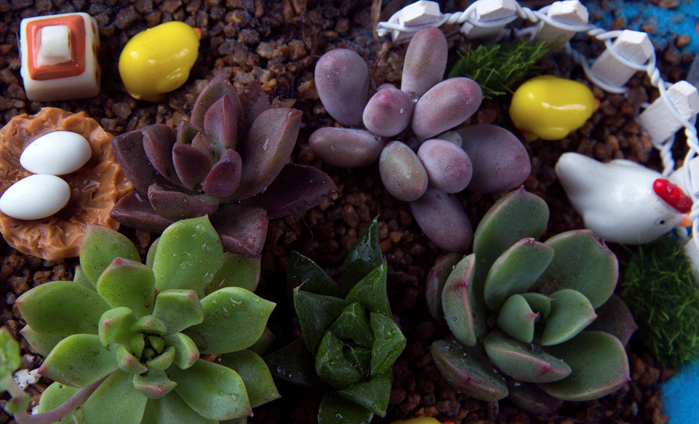 多肉叶插什么季节合适 babe7abbdce24ee9862c09e8a7e1410f.jpeg