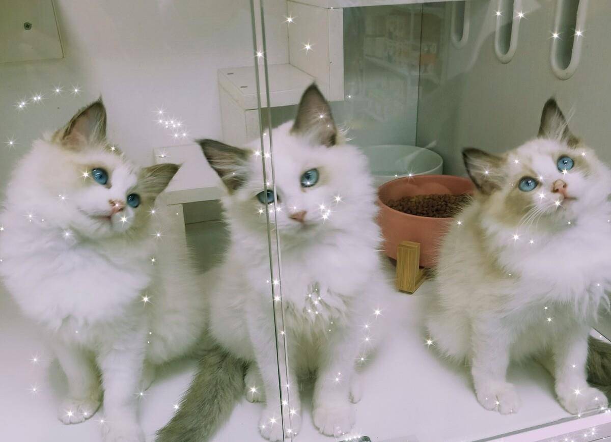 独立|假如上帝免费送你一只猫，这6种猫，你会选谁？